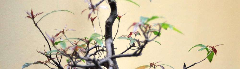 Bachelor Degree Programs